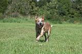 BOUVIER AUSTRALIEN 354